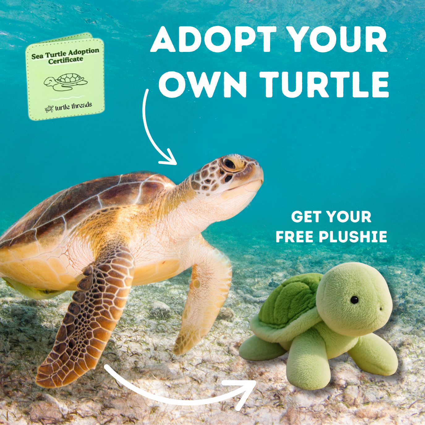 Turtle Adoption Plushie
