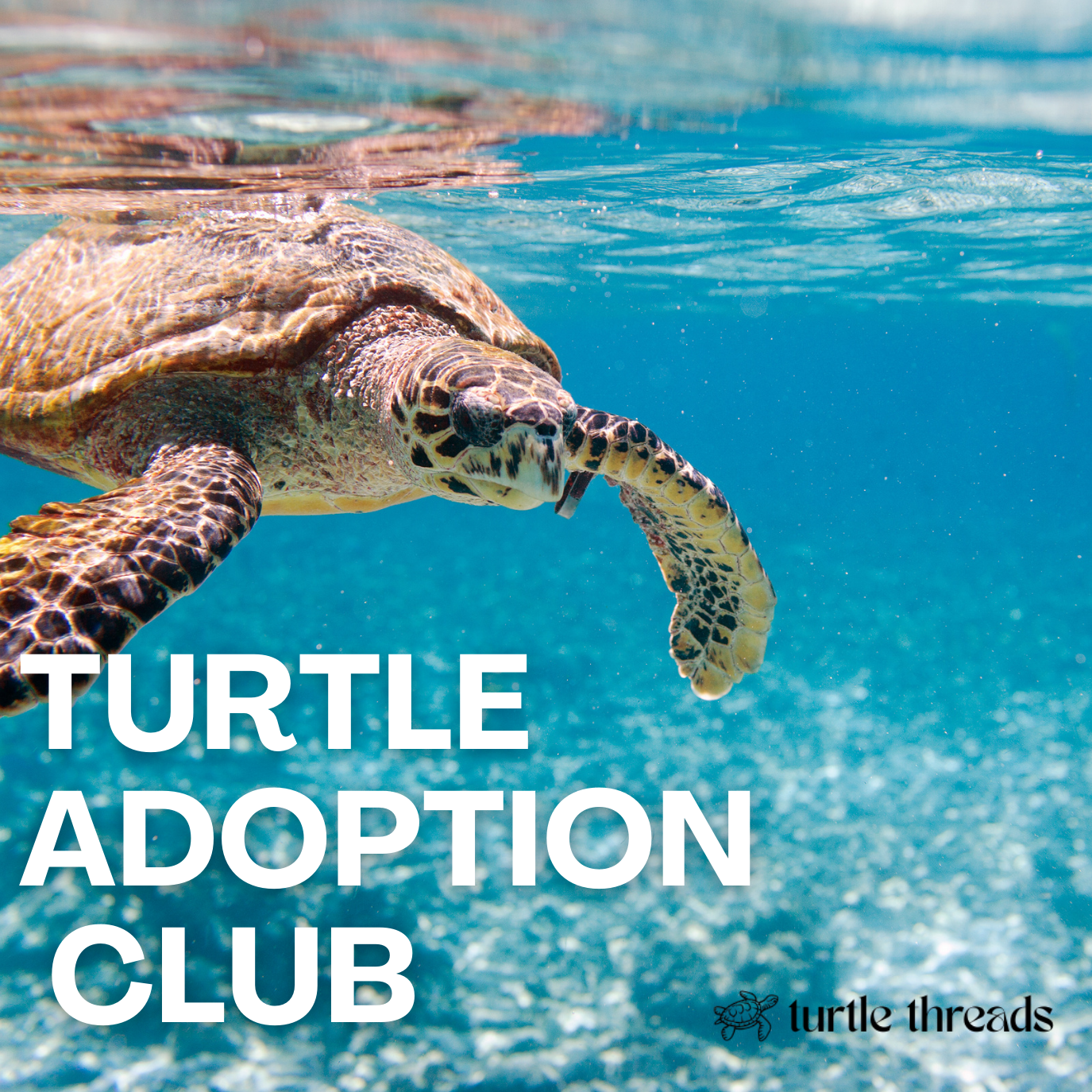 Adoption Club